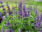 Salvia farinacea - šalvěj pomoučněná