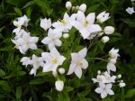 Solanum jasminoides-lilek