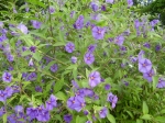 Solanum rantonetti-hořcový stromek