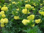 Tagetes erecta - afrikán