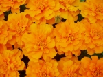 Tagetes patula - afrikán