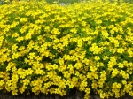 Tagetes tenuifolia - afrikán