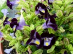 Torenia