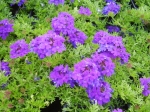 Verbena koprolistá
