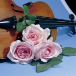 Violina mit Geige