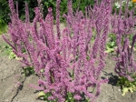 limonium suworowii