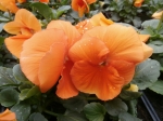 oranžová