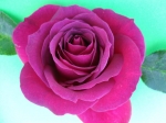 purpurová