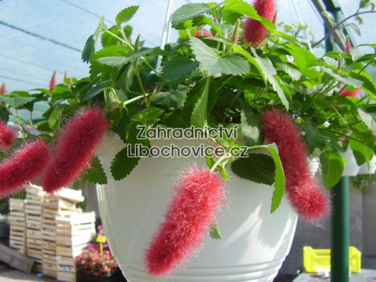 Acalypha_4a08525d34975.jpg