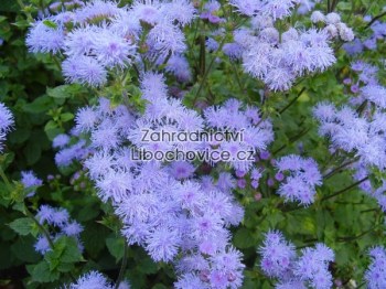 Ageratum___nesta_4a82c75539c9b.jpg