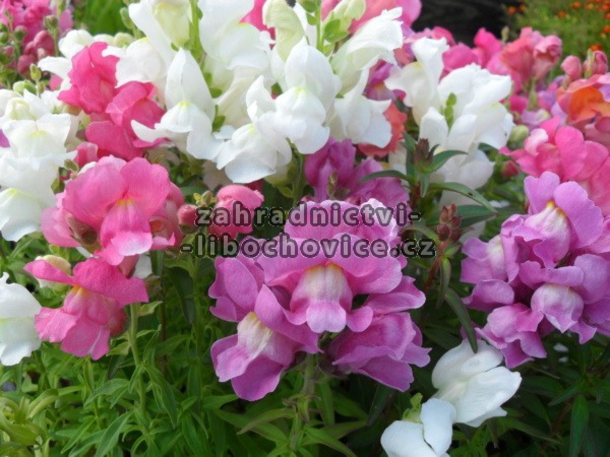 Antirrhinum___hl_4c45e74c9082b.jpg