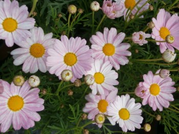 Argyranthemum____5366651bd6bee.jpg