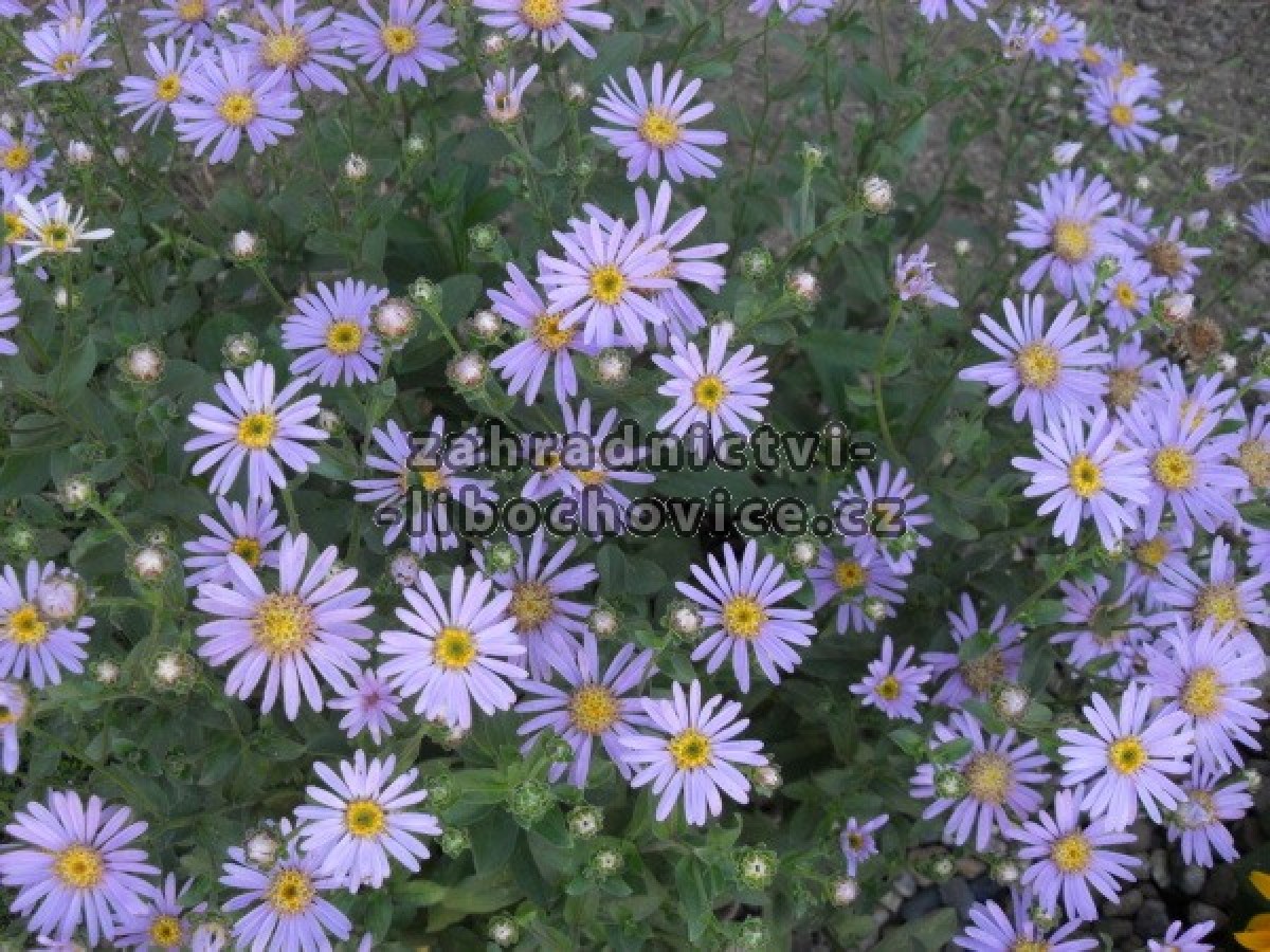 Aster___astra_4c7135fdd633c.jpg