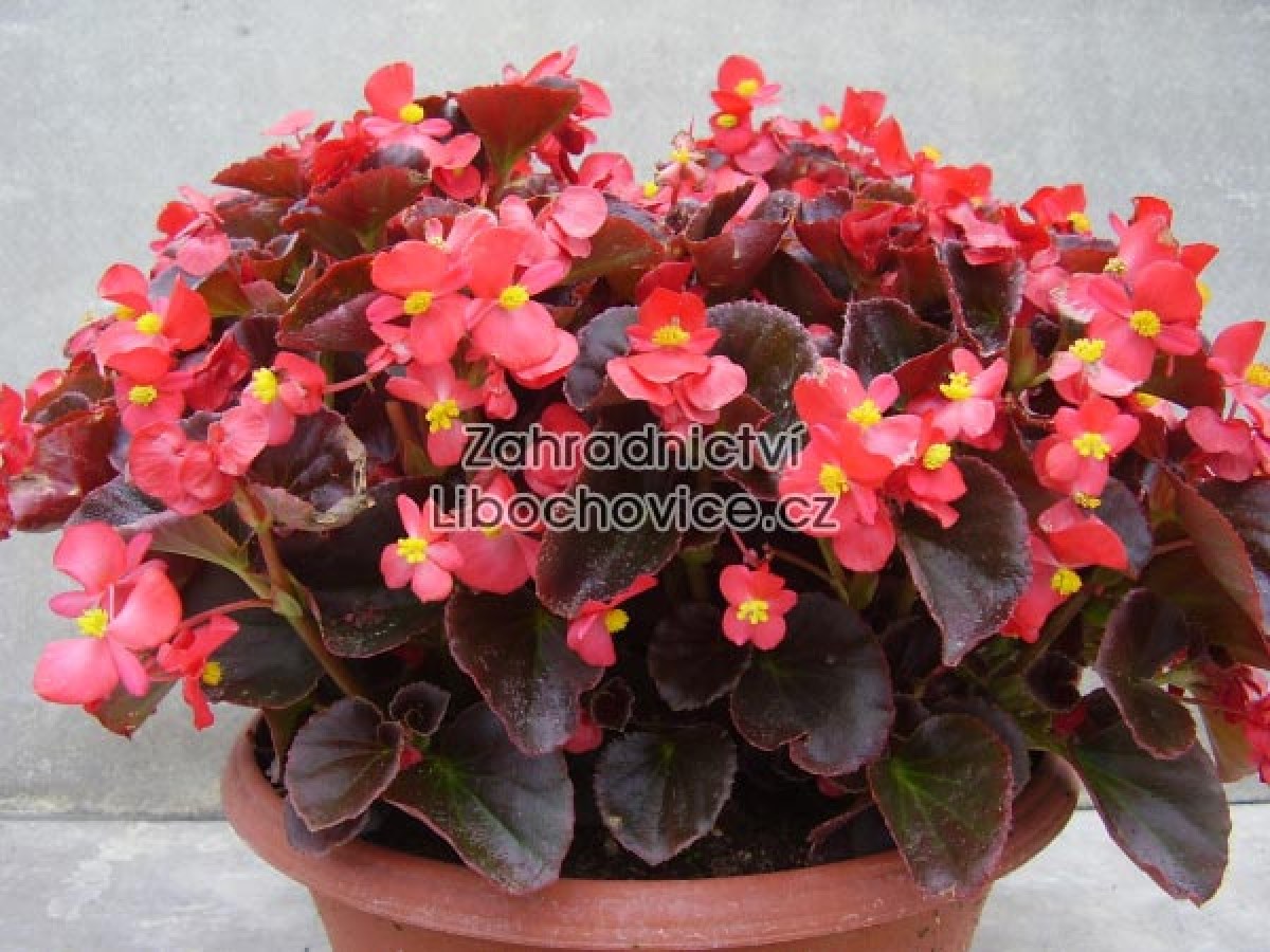 Begonia_semperfl_4a64768df4146.jpg