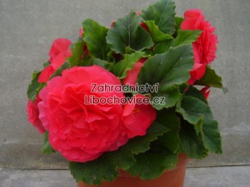 Begonia_tuberhyb_4a6476647e02a.jpg