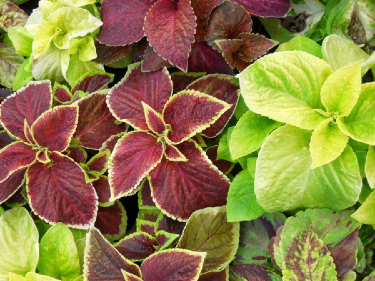 COLEUS_5120da05057ed.jpg