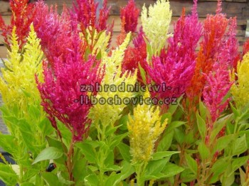 Celosia___nevadl_4a22673caf8df.jpg