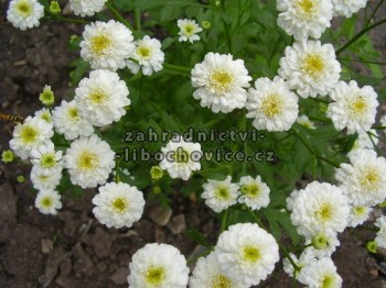 Chrysanthemum_wh_4a7444419c22e.jpg