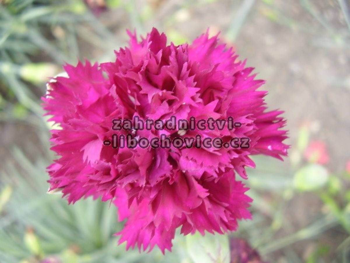 Dianthus___hvozd_4a82c789835be.jpg