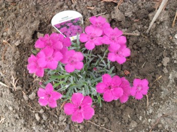 Dianthus___karaf_5120ded95c56d.jpg