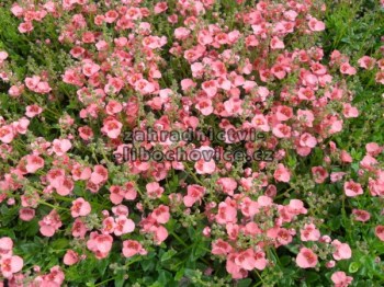 Diascia___ostruh_4c45e42040be5.jpg