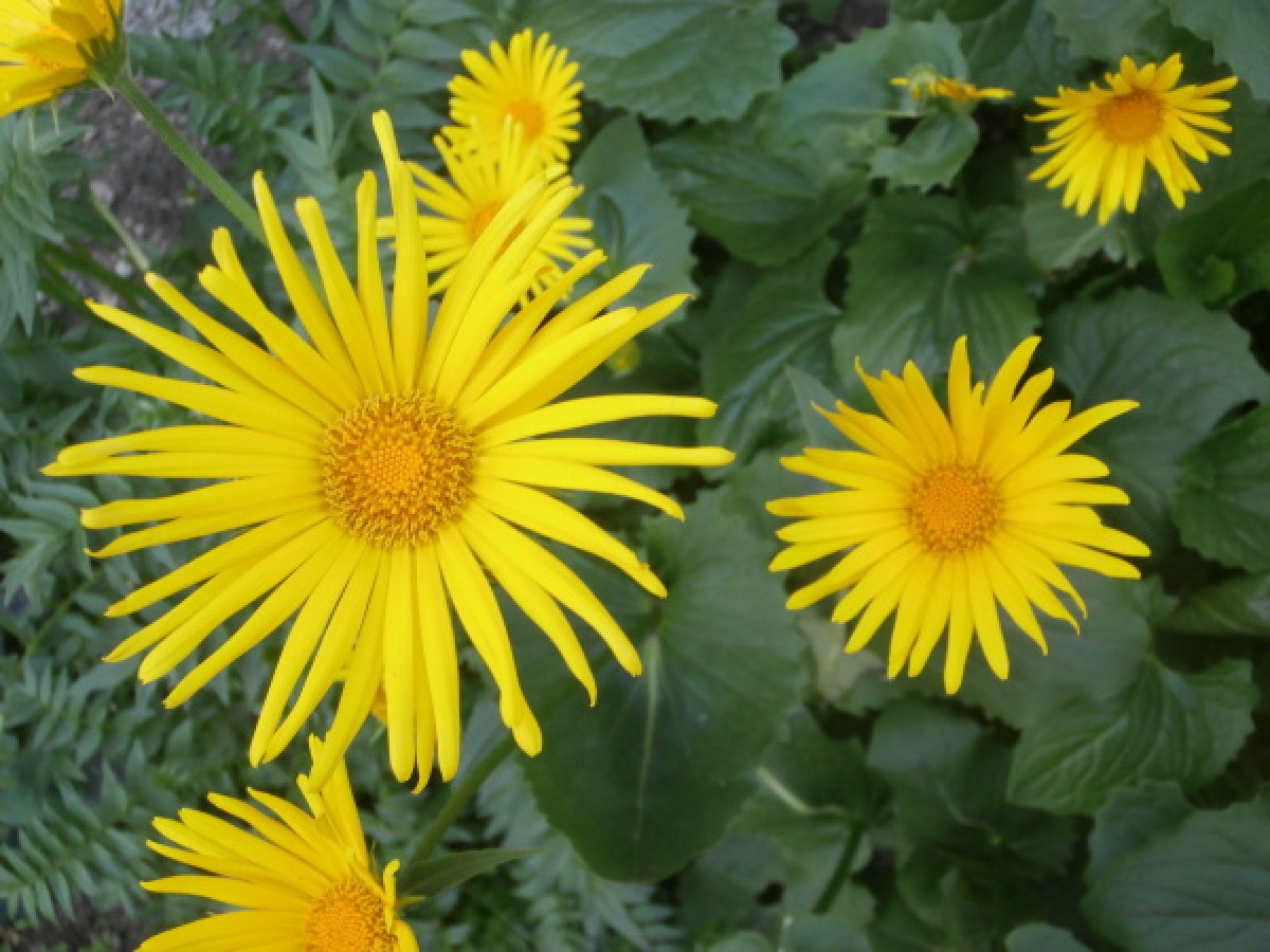 Doronicum___kamz_5366664552143.jpg