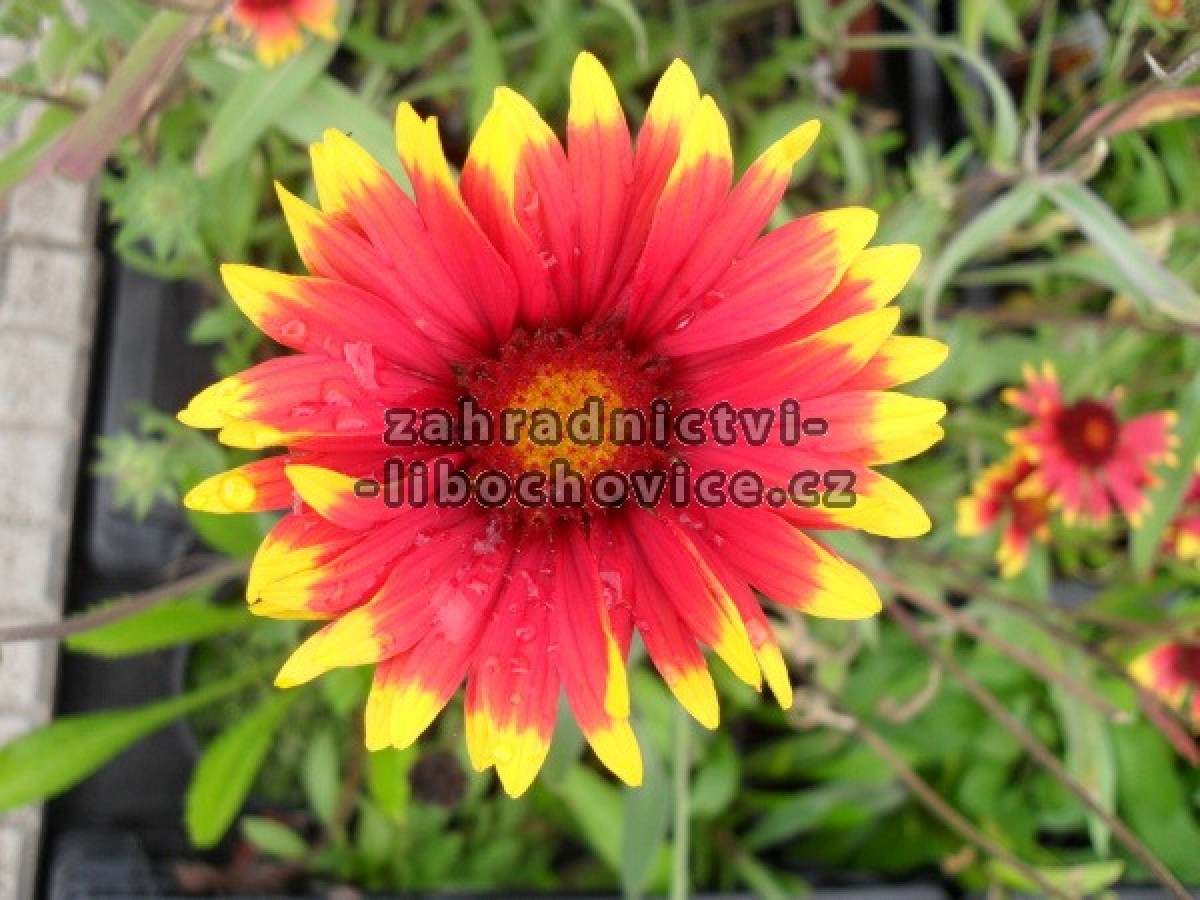 Gaillardia_kokar_4c71417c96b4b.jpg