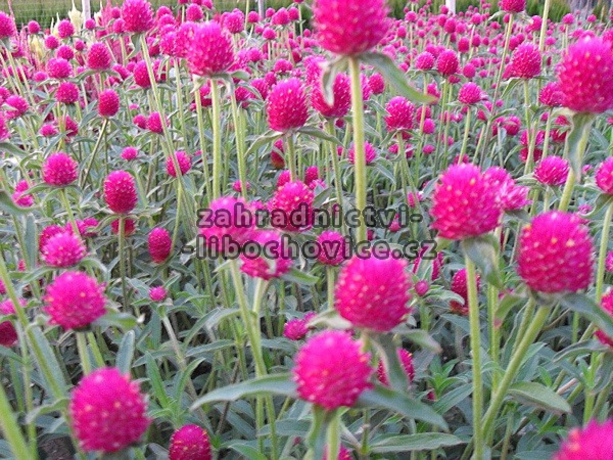 Gomphrena_globos_4aa65e1f68fcb.jpg