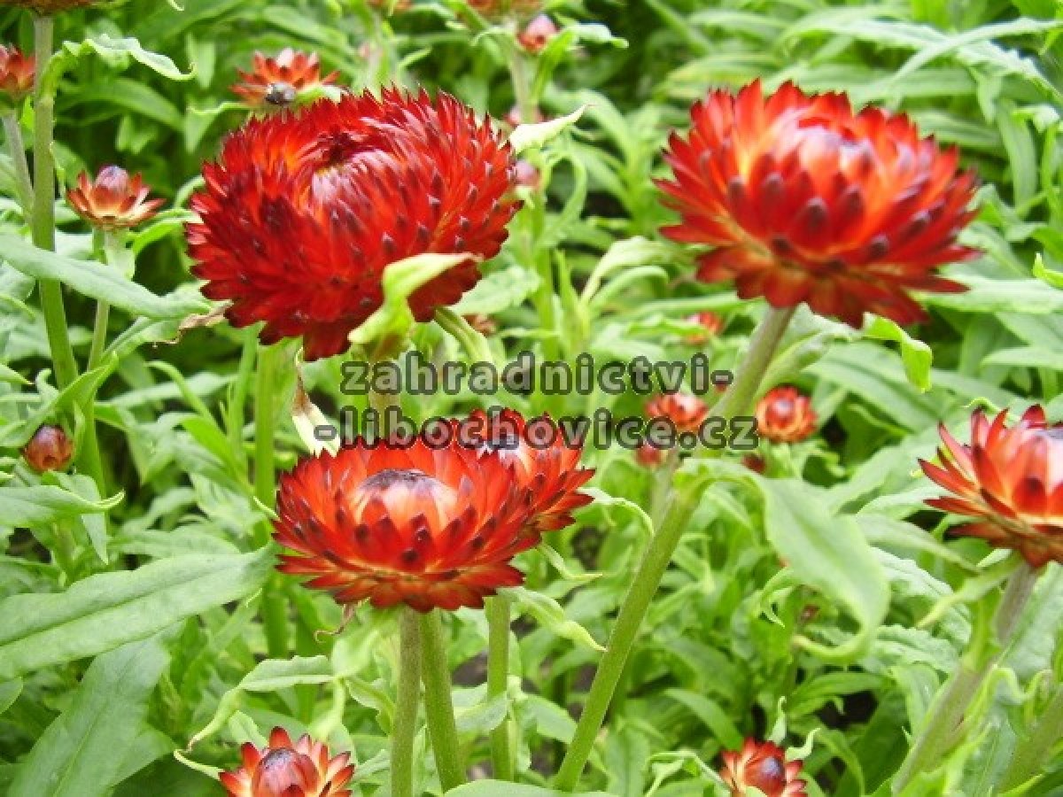 Helichrysum_brac_4a744566e6a6c.jpg