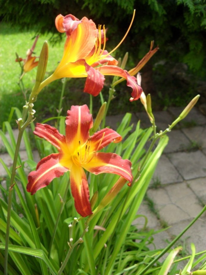 Hemerocallis_den_4d4f0420e68e4.jpg