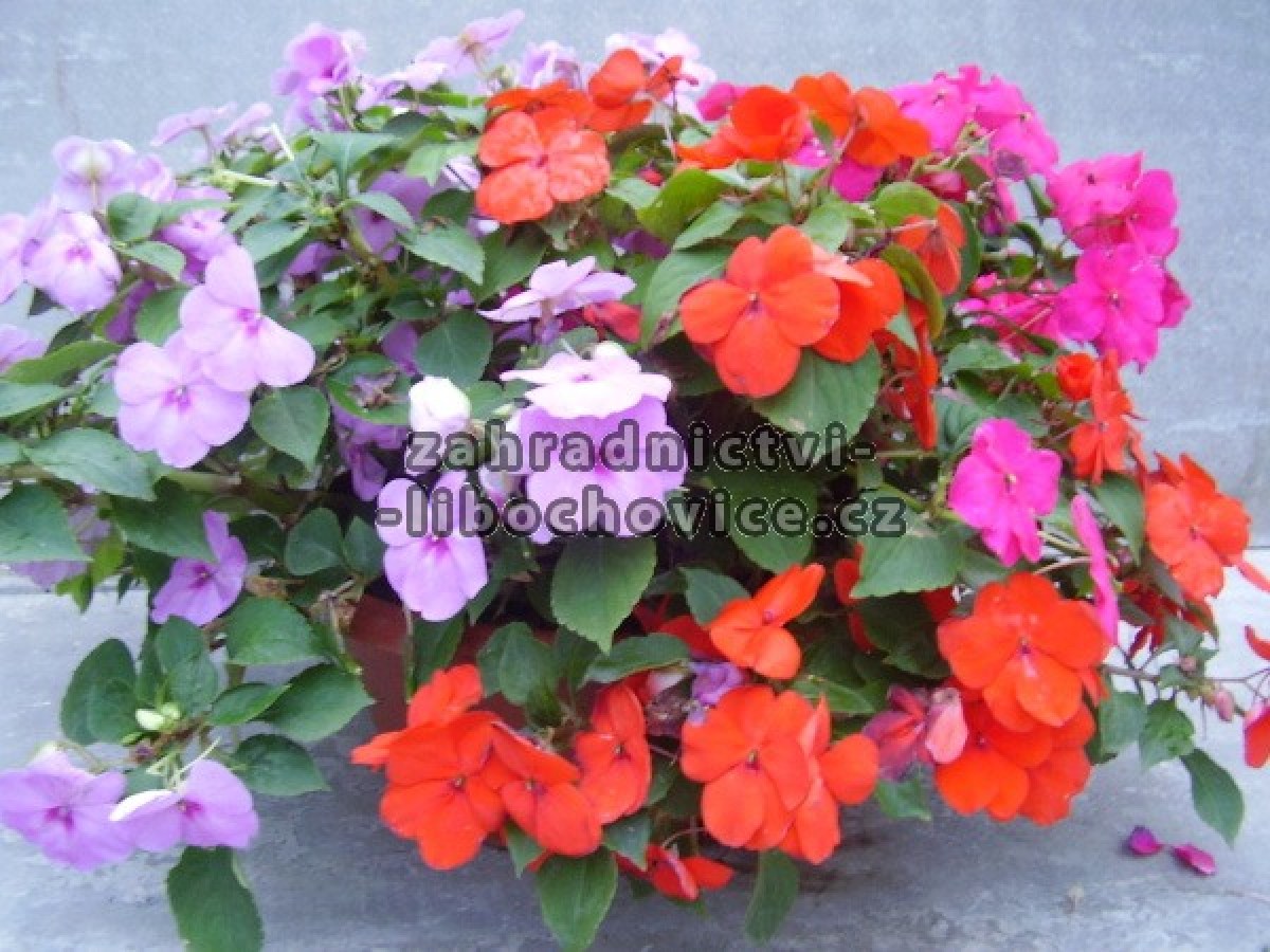 Impatiens___balz_4a82c52108487.jpg