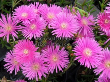 Lampranthus_4c45e6a5eabdd.jpg