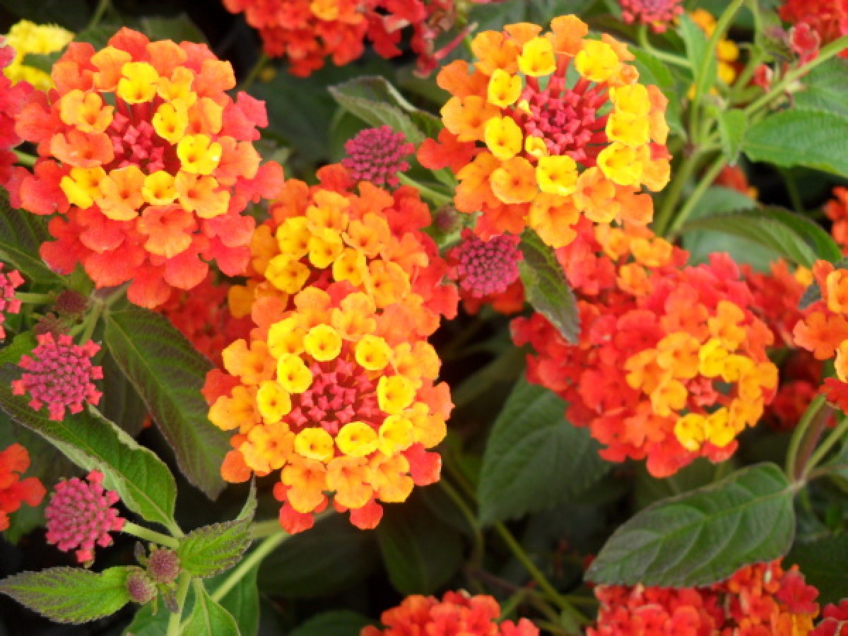 Lantana___libora_4e873ab48a822.jpg