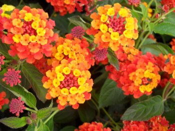 Lantana___libora_4e873ab48a822.jpg