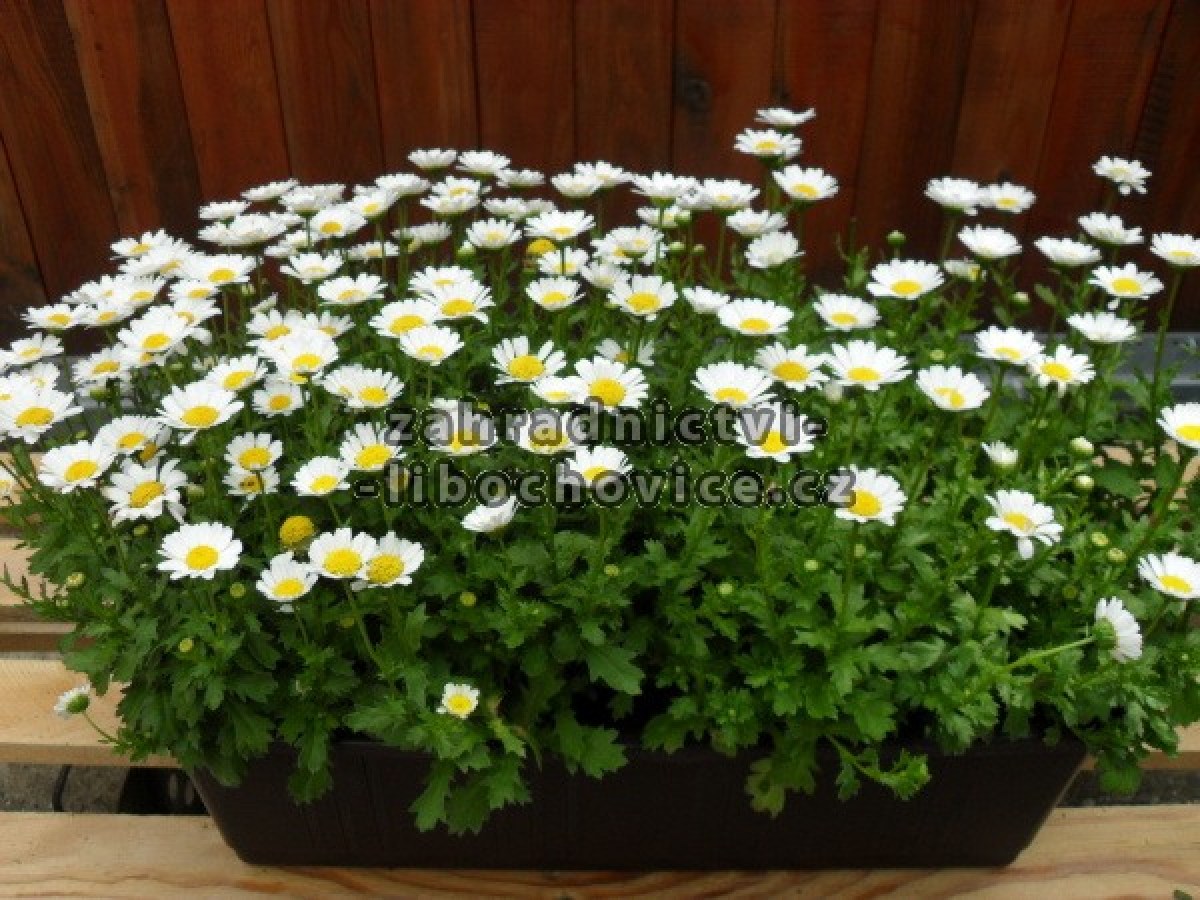 Leucanthemum_4c45e50607b1e.jpg