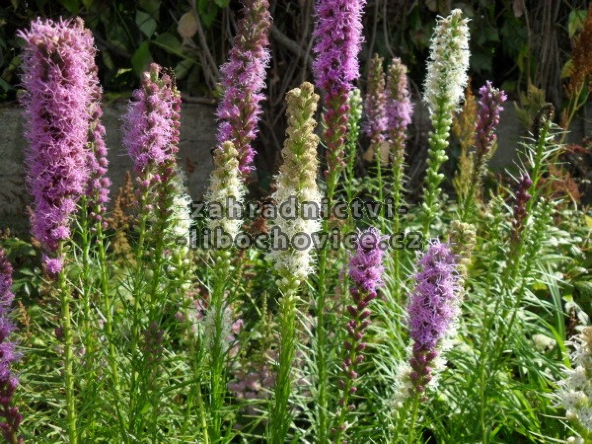 Liatris_____u__k_4c71364bcbf89.jpg