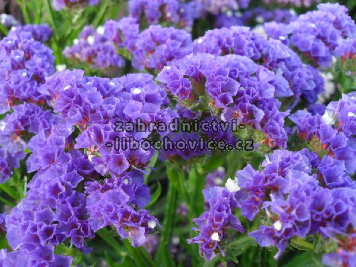 Limonium___stati_4aa7d8fdd6561.jpg