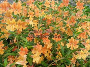 Mimulus_4c45e5979f54d.jpg