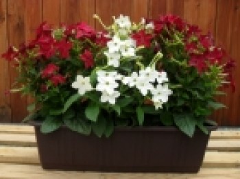 Nicotiana___tab__4c45e5f459780_150x150