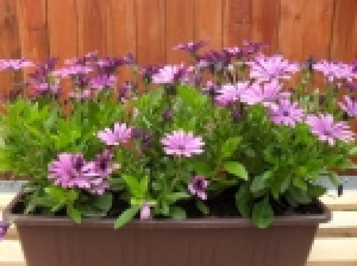 Osteospermum_4c45ee831c270_150x150