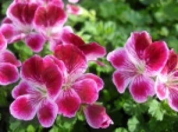 PELARGONIUM_ANGE_5124e94cb53e7_150x150