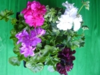 Pelargonium_pelt_4b7ab3157bea7_150x150