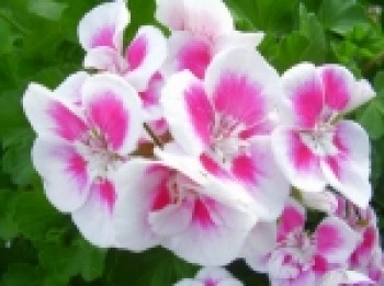 Pelargonium_zona_4a64781fd2f03_150x150