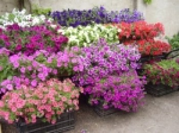 Petunia_p__evisl_4b7ab746b4c99_150x150