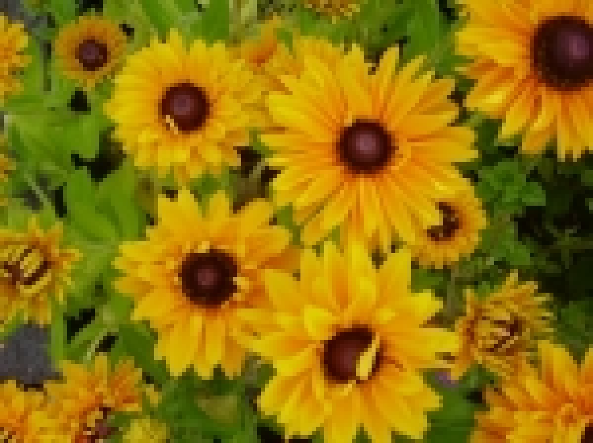 Rudbeckia___t__a_4a64b6e83ac28_150x150