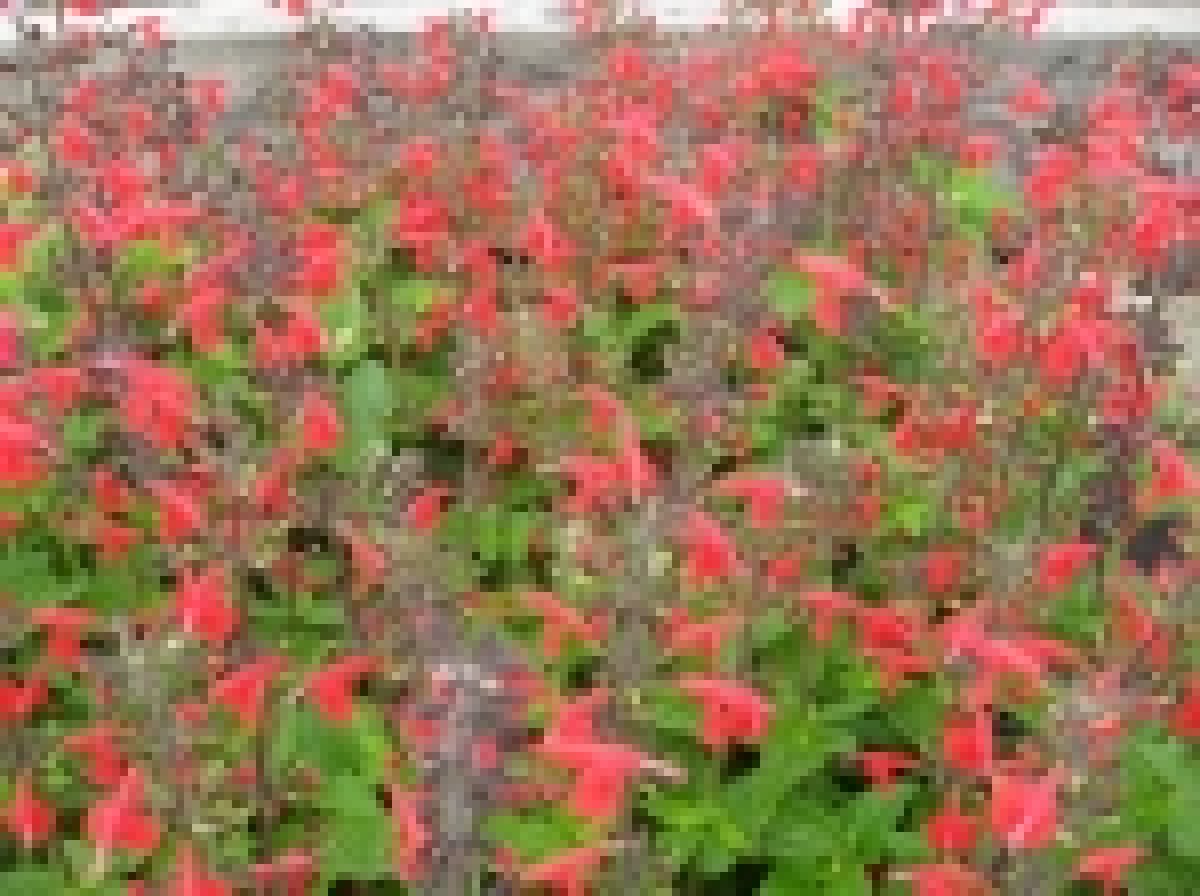 Salvia_coccinea__4e87383823eec_150x150