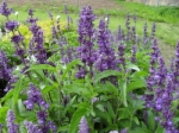 Salvia_farinacea_4e873bcb0407b_150x150