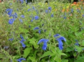 Salvia_patens_4f3ab049a3e87_150x150