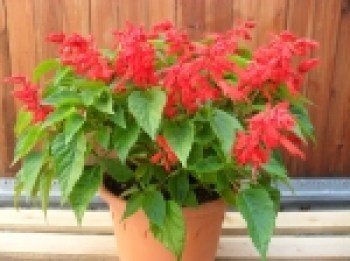 Salvia_splendens_4c5456af7ea2f_150x150