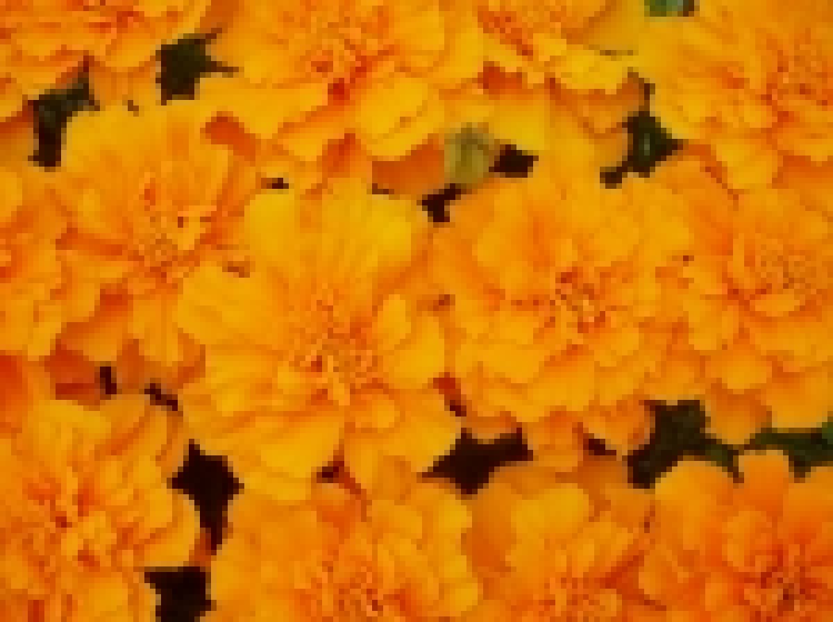 Tagetes_patula___4a64b7eaf125f_150x150